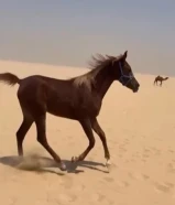فلوه شقرا للبيع