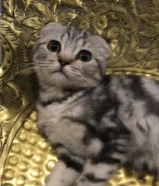 للبيع نثية سكوتش فولد