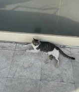 قط نشيط للتبني