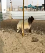 للبيع خروف نعيمي شرط السمنه