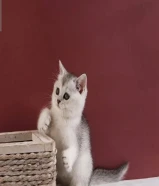للبيع سكوتش جاهزه للتسليم يوجد خدمة توصيل
