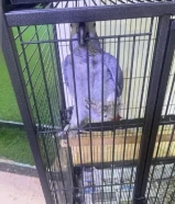 كاسكو ذكر للبيع