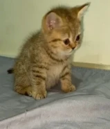2 kitten Scottish straight