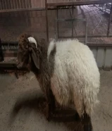 للبيع طلي نعيمي