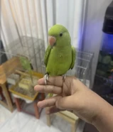 للبيع متو (دره) هولندي