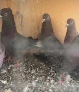 لوت للبيع حمام قوي