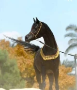 مطلوب خيل مصري ب 200