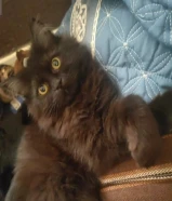 قطط للبيع Cats for sale شيرازي سيامي بومباي قطط للبيع Cats for