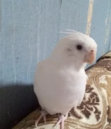 كوكتيل او كروان ابيض للبيع