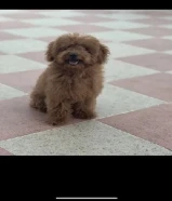 للبيع بودل نثيه عمرها 3 شهور ونص متعلمه توصخ على الباد ومطعمه ومعاها دفتر التطعيمات السعر 300