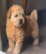 كلب بودل عمره شهرين