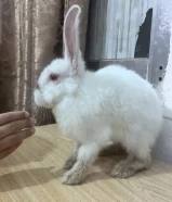 Cute bunny for sale