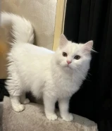 قطط شيرازي ذكور للبيع