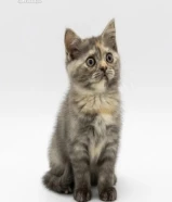 كتن للبيع حط سعرك