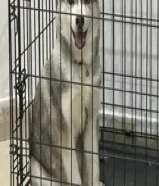 انثئ هاسكي للبيع العمر 3 شهور عين وعين مستوئ عالي