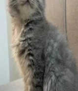 للبيع كتن برتش لونق هير