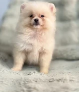 Quality bear type Pomeranian puppy
