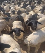 للبيع خروف صومالي بربري