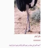 يعتبر لحم النعام اجود وافخر انواع اللحوم