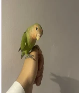 البيع طير لوف بيرد