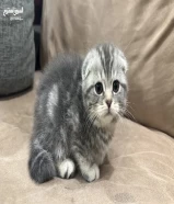 للبيع Scottish Fold Taby pure mini size