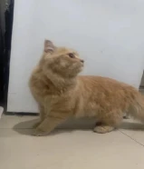 شيرازية تبني