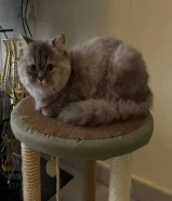 قطة للتبنى عمرها 9 اشهر غير نظيفة هادية للاتصال فقط واتس اب