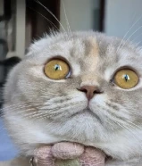 للتبني قطه انثى عمرها 9 شهور واتساب فقط