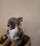 ذكر عمره 11 شهر