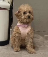 للبيع كلب بودل العمر 3 اشهر نثيه