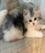 كيتن شيرازي