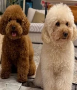 للتزاوج توي بودل ذكرين