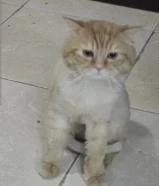 قطط للتبني بسعر رمزي