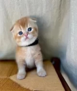 Teddy Bear Golden Scottish Fold