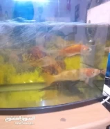 3 fish with 50 cm tank and filter fish food its an urgent