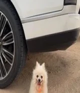 للبيع كلب بومرينيان