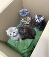 قطط سكوتش فولد للبيع