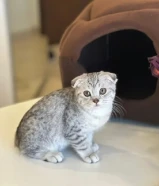 ط سكوتش فولد