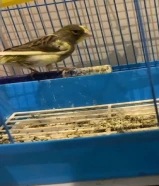 للبيع كناري سعر خيال