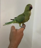 للبيع ببغاء بيبي متو نص ربوه عمره 9 اشهر للبيع