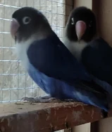 بيعة سريعة وحرق اسعار متوفر جميع انواع الطيور والفروخ