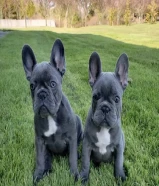 Healthy Solid Blue French Bulldog Puppies Available For a New Home