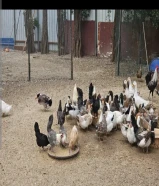 شركة طيور المزرعة