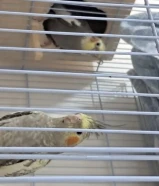 زوج كروان تحتهم بيض