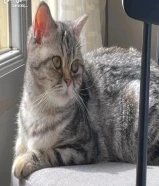 قطة نثية للتبني