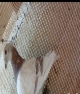 زوج زاجل - تم البيع الله يبارك للشاري