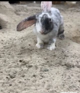 ارانب بيعه سريعهX