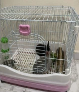 للبيع عدد 2 ارنب تربيت بيت مع القفص والاكل 15دينار الاثنين.