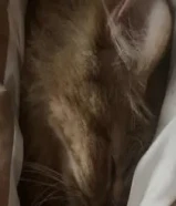 قط ذكر للتبني شيرازي