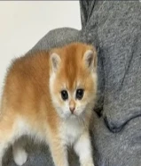 مطلوب تبني قط سكوتش ستريت تبني عمر 5-8